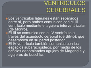  Los   ventrículos laterales están separados
  entre sí, pero ambos comunican con el III
  ventrículo mediante el agujero interventricular
  (de Monro).
 El III se comunica con el IV ventrículo a
  través del acueducto cerebral (de Silvio), que
  desemboca en su pared posterior.
 El IV ventrículo también comunica con los
  espacios subaracnoideos, por medio de los
  orificios denominados agujero de Magendie y
  agujeros de Luschka.
 
