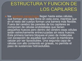    los capilares sanguíneos llegan hasta estas células,
    que forman una capa firme en esta zona, mientras que
    en el resto del cuerpo forman una barrera más flexible.
    Fuera del cerebro las paredes de los capilares se
    componen de células endoteliales que tienen
    pequeños huecos pero dentro del cerebro esas células
    están estrechamente entrecruzadas sin esos huecos.
    Esta primera barrera bloquea el paso de moléculas
    con excepción de aquellas que cruzan la membrana
    celular por ser liposolubles. Una segunda capa de
    células con alto contenido en grasas, no permite el
    paso de sustancias hidrosolubles.
 
