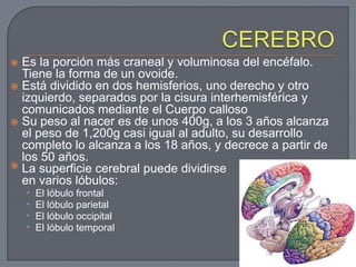  Es la porción más craneal y voluminosa del encéfalo.
  Tiene la forma de un ovoide.
 Está dividido en dos hemisferios, uno derecho y otro
  izquierdo, separados por la cisura interhemisférica y
  comunicados mediante el Cuerpo calloso
 Su peso al nacer es de unos 400g, a los 3 años alcanza
  el peso de 1,200g casi igual al adulto, su desarrollo
  completo lo alcanza a los 18 años, y decrece a partir de
  los 50 años.
 La superficie cerebral puede dividirse
  en varios lóbulos:
    •   El lóbulo frontal
    •   El lóbulo parietal
    •   El lóbulo occipital
    •   El lóbulo temporal
 
