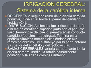  ORIGEN: Es la segunda rama de la arteria carótida
  primitiva, inicia en el borde superior del cartílago
  tiroides (C4).
 DISTRIBUCIÓN: Asciende algo oblicua hacia atrás
  a la región carotídea superior, junto con el paquete
  vasculo-nervioso del cuello, penetra en el conducto
  carotídeo (porción intrapetrosa). Termina en la
  apófisis clinoides anterior, dividiéndose en sus
  ramas cerebrales. Se distribuye por la parte anterior
  y superior del encéfalo y del globo ocular.
 RAMAS CEREBRALES: arteria cerebral anterior, la
  arteria cerebral media, la arteria comunicante
  posterior, y la arteria coroidea anterior.
 