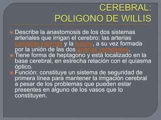  Describe la anastomosis de los dos sistemas
  arteriales que irrigan el cerebro: las arterias
  carótidas internas y la basilar, a su vez formada
  por la unión de las dos arterias vertebrales.
 Tiene forma de heptagono y está localizado en la
  base cerebral, en estrecha relación con el quiasma
  óptico.
 Función: constituye un sistema de seguridad de
  primera línea para mantener la irrigación cerebral
  a pesar de los problemas que pueden estar
  presentes en alguno de los vasos que lo
  constituyen.
 