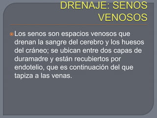  Los senos son espacios venosos que
 drenan la sangre del cerebro y los huesos
 del cráneo; se ubican entre dos capas de
 duramadre y están recubiertos por
 endotelio, que es continuación del que
 tapiza a las venas.
 