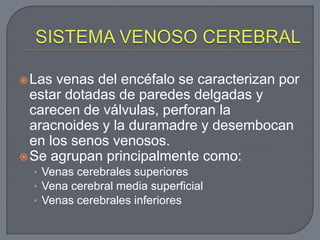  Las venas del encéfalo se caracterizan por
  estar dotadas de paredes delgadas y
  carecen de válvulas, perforan la
  aracnoides y la duramadre y desembocan
  en los senos venosos.
 Se agrupan principalmente como:
  • Venas cerebrales superiores
  • Vena cerebral media superficial
  • Venas cerebrales inferiores
 