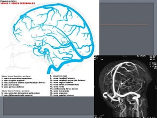 Meninges circulacioncerebral
