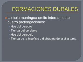  Lahoja meníngea emite internamente
 cuatro prolongaciones:
  • Hoz del cerebro
  • Tienda del cerebelo
  • Hoz del cerebelo
  • Tienda de la hipófisis o diafragma de la silla turca.
 