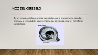 HOZ DEL CEREBELO
• Es un pequeño repliegue medial extendido entre la protuberancia occipital
interna y la vecindad del agu...