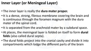 Meninges & Dural folds.pdf meninges and dural folds | PDF
