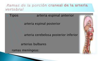  Tipos arteria espinal anterior 
arteria espinal posterior 
arteria cerebelosa posterior inferior 
arterias bulbares 
ramas meníngeas: 
 