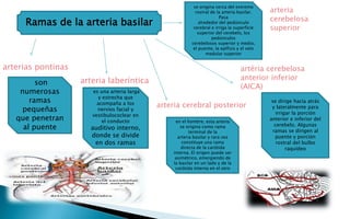 Ramas de la arteria basilar 
son 
numerosas 
ramas 
pequeñas 
que penetran 
al puente 
es una arteria larga 
y estrecha que 
acompaña a los 
nervios facial y 
vestibulococlear en 
el conducto 
auditivo interno, 
donde se divide 
en dos ramas 
se origina cerca del extremo 
rostral de la arteria basilar. 
Pasa 
alrededor del pedúnculo 
cerebral e irriga la superficie 
superior del cerebelo, los 
pedúnculos 
cerebelosos superior y medio, 
el puente, la epífisis y el velo 
medular superior 
arterias pontinas 
arteria 
cerebelosa 
superior 
se dirige hacia atrás 
y lateralmente para 
irrigar la porción 
anterior e inferior del 
cerebelo. Algunas 
ramas se dirigen al 
puente y porción 
rostral del bulbo 
raquídeo 
arteria laberíntica 
artéria cerebelosa 
anterior inferior 
(AICA) 
arteria cerebral posterior 
en el hombre, esta arteria 
se origina como rama 
terminal de la 
arteria basilar y rara vez 
constituye una rama 
directa de la carótida 
interna. El origen puede ser 
asimétrico, emergiendo de 
la basilar en un lado y de la 
carótida interna en el otro 
 