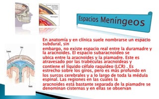 En anatomía y en clínica suele nombrarse un espacio 
subdural, sin 
embargo, no existe espacio real entre la duramadre y 
la aracnoides. El espacio subaracnoideo se 
ubica entre la aracnoides y la piamadre. Este es 
atravesado por las trabéculas aracnoideas y 
contiene el líquido céfalo raquídeo (LCR) . Es 
estrecho sobre los giros, pero es más profundo en 
los surcos cerebrales y a lo largo de toda la médula 
espinal. Las regiones en las cuales la 
aracnoides está bastante separada de la piamadre se 
denominan cisternas y en ellas se observan 
 