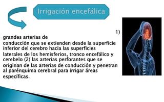 Irrigación encefálica 
El cerebro es irrigado por dos tipos de arterias: (1) 
grandes arterias de 
conducción que se extienden desde la superficie 
inferior del cerebro hacia las superficies 
laterales de los hemisferios, tronco encefálico y 
cerebelo (2) las arterias perforantes que se 
originan de las arterias de conducción y penetran 
al parénquima cerebral para irrigar áreas 
específicas. 
 