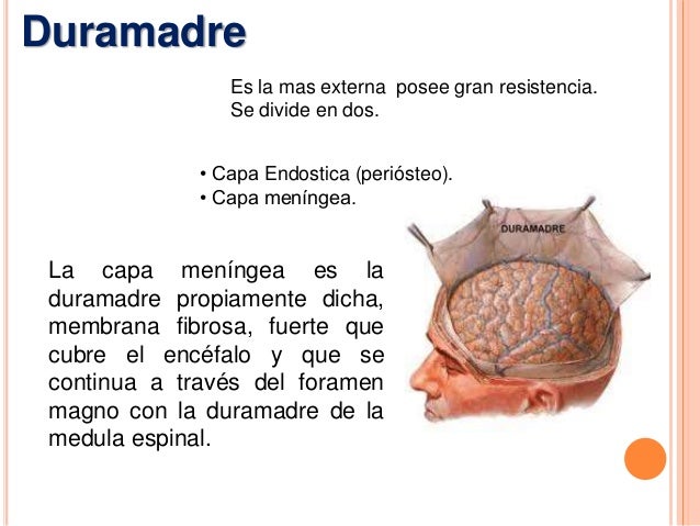 Meninges, sistema ventricular e irrigación encefálica