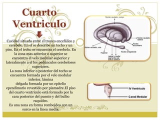 Cuarto 
Ventriculo 
Cavidad situada entre el tronco encefálico y 
cerebelo. En el se describe un techo y un 
piso. En el techo se encuentra el cerebelo. En 
la zona mas anterior o superior se 
encuentra el velo medular superior y 
lateralmente a el los pedúnculos cerebelosos 
superiores. 
La zona inferior o posterior del techo se 
encuentra formada por el velo medular 
inferior, lámina 
delgada formada por un epitelio 
ependimario revestido por piamadre.El piso 
del cuarto ventrículo está formado por la 
cara posterior del puente y del bulbo 
raquídeo. 
Es una zona en forma romboidea con un 
surco en la línea media. 
 