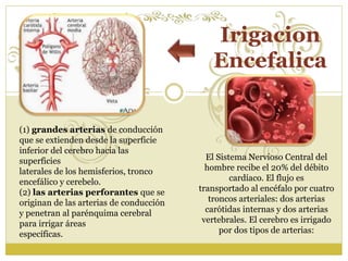 Irigacion 
Encefalica 
El Sistema Nervioso Central del 
hombre recibe el 20% del débito 
cardíaco. El flujo es 
transportado al encéfalo por cuatro 
troncos arteriales: dos arterias 
carótidas internas y dos arterias 
vertebrales. El cerebro es irrigado 
por dos tipos de arterias: 
(1) grandes arterias de conducción 
que se extienden desde la superficie 
inferior del cerebro hacia las 
superficies 
laterales de los hemisferios, tronco 
encefálico y cerebelo. 
(2) las arterias perforantes que se 
originan de las arterias de conducción 
y penetran al parénquima cerebral 
para irrigar áreas 
específicas. 
 