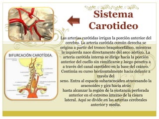 Sistema 
Carotideo 
Las arterias carótidas irrigan la porción anterior del 
cerebro. La arteria carótida común derecha se 
origina a partir del tronco braquiocefálico, mientras 
la izquierda nace directamente del arco aórtico. La 
arteria carótida interna se dirige hacia la porción 
anterior del cuello sin ramificarse y luego penetra a 
a través del canal carotídeo en la base del cráneo. 
Continúa su curso horizontalmente hacia delante a 
través del 
seno. Entra al espacio subaracnoideo atravesando la 
aracnoides y gira hacia atrás 
hasta alcanzar la región de la sustancia perforada 
anterior en el extremo interno de la cisura 
lateral. Aquí se divide en las arterias cerebrales 
anterior y media. 
 