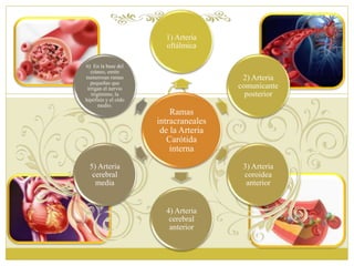 1) Arteria 
oftálmica 
Ramas 
intracraneales 
de la Arteria 
Carótida 
interna 
2) Arteria 
comunicante 
posterior 
3) Arteria 
coroidea 
anterior 
4) Arteria 
cerebral 
anterior 
6) En la base del 
cráneo, emite 
numerosas ramas 
pequeñas que 
irrigan el nervio 
trigémino, la 
hipófisis y el oído 
medio. 
5) Arteria 
cerebral 
media 
 