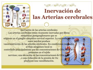 Inervación de 
las Arterias cerebrales 
Inervación de las arterias cerebrales 
Las arterias cerebrales están ricamente inervadas por fibras 
simpáticas postganglionares que se 
originan en el ganglio simpático cervical superior. La estimulación de 
estos nervios produce 
vasoconstricción de las arterias cerebrales. En condiciones normales, 
el flujo sanguíneo local es 
controlado principalmente por las concentraciones de CO2, O2 y H+ 
presentes en el tejido 
nervioso; una elevación en las concentraciones de CO2 y H+ 
, o una reducción de la presión de O2 
producen una vasodilatación. 
 