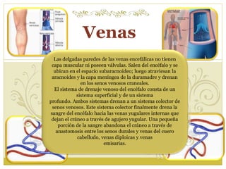 Venas 
Las delgadas paredes de las venas encefálicas no tienen 
capa muscular ni poseen válvulas. Salen del encéfalo y se 
ubican en el espacio subaracnoideo; luego atraviesan la 
aracnoides y la capa meníngea de la duramadre y drenan 
en los senos venosos craneales. 
El sistema de drenaje venoso del encéfalo consta de un 
sistema superficial y de un sistema 
profundo. Ambos sistemas drenan a un sistema colector de 
senos venosos. Este sistema colector finalmente drena la 
sangre del encéfalo hacia las venas yugulares internas que 
dejan el cráneo a través de agujero yugular. Una pequeña 
porción de la sangre abandona el cráneo a través de 
anastomosis entre los senos durales y venas del cuero 
cabelludo, venas diploicas y venas 
emisarias. 
 