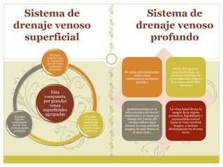 Sistema de 
drenaje venoso 
superficial 
Sistema de 
drenaje venoso 
profundo 
El grupo 
superior que 
se componen 
por las venas 
cerebrales 
superiores 
Esta 
compuesta 
por grandes 
venas 
superficiales 
agrupadas 
El grupo 
horizontal 
conformado 
por la vena 
cerebral media 
superficial 
El grupo 
inferior 
conformado 
por la vena 
cerebral media 
profunda 
Se vacía principalmente 
hacia venas 
ventriculares bastantes 
grandes 
Cerca del agujero 
interventricular, se 
unen un conjunto de 
venas para dar origen a 
dos venas cerebrales 
internas 
posteriormente en la 
tela coroidea del tercer 
ventrículo y se unen por 
debajo del rodete del 
cuerpo calloso para 
formar la vena cerebral 
magna, la cual drena en 
el seno recto. 
La vena basal drena la 
sangre de la región 
preóptica, hipotálamo y 
mesencéfalo rostral 
hacia la vena cerebral 
magna, o incluso 
directamente en el seno 
recto 
 