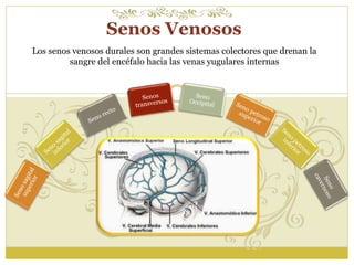 Senos Venosos 
Los senos venosos durales son grandes sistemas colectores que drenan la 
sangre del encéfalo hacia las venas yugulares internas 
 