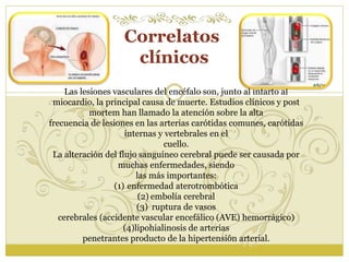 Correlatos 
clínicos 
Las lesiones vasculares del encéfalo son, junto al infarto al 
miocardio, la principal causa de muerte. Estudios clínicos y post 
mortem han llamado la atención sobre la alta 
frecuencia de lesiones en las arterias carótidas comunes, carótidas 
internas y vertebrales en el 
cuello. 
La alteración del flujo sanguíneo cerebral puede ser causada por 
muchas enfermedades, siendo 
las más importantes: 
(1) enfermedad aterotrombótica 
(2) embolía cerebral 
(3) ruptura de vasos 
cerebrales (accidente vascular encefálico (AVE) hemorrágico) 
(4)lipohialinosis de arterias 
penetrantes producto de la hipertensión arterial. 
