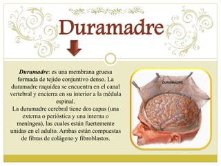Duramadre 
Duramadre: es una membrana gruesa 
formada de tejido conjuntivo denso. La 
duramadre raquídea se encuentra en el canal 
vertebral y encierra en su interior a la médula 
espinal. 
La duramadre cerebral tiene dos capas (una 
externa o perióstica y una interna o 
meníngea), las cuales están fuertemente 
unidas en el adulto. Ambas están compuestas 
de fibras de colágeno y fibroblastos. 
 