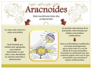 . 
Aracnoides 
Estas son fibroblastos modificados 
con largas prolongaciones 
que se unen entre sí y con las 
células de la capa aracnoidea, 
formando un entramado laxo que 
conforma ángulo recto con la capa 
aracnoidea y que atraviesa el 
espacio subaracnoideo. 
La capa más externa o 
capa aracnoidea 
Esta membrana tiene dos 
componentes 
Está formada por 
células muy agrupadas, 
cuyo espacio 
intercelular es casi 
nulo y muy abundante 
en uniones estrechas y 
desmosomas. 
La porción más interna de la 
aracnoides está formada por 
células aracnoideas 
trabeculares 
 
