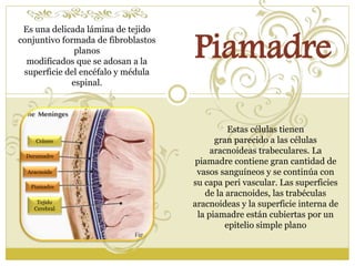 Es una delicada lámina de tejido 
conjuntivo formada de fibroblastos 
planos 
modificados que se adosan a la 
superficie del encéfalo y médula 
espinal. 
Piamadre 
Estas células tienen 
gran parecido a las células 
aracnoideas trabeculares. La 
piamadre contiene gran cantidad de 
vasos sanguíneos y se continúa con 
su capa peri vascular. Las superficies 
de la aracnoides, las trabéculas 
aracnoideas y la superficie interna de 
la piamadre están cubiertas por un 
epitelio simple plano 
Cráneo 
Duramadre 
Aracnoide 
Piamadre 
Tejido 
Cerebral 
 