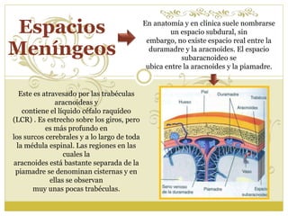 En anatomía y en clínica suele nombrarse 
un espacio subdural, sin 
embargo, no existe espacio real entre la 
duramadre y la aracnoides. El espacio 
subaracnoideo se 
ubica entre la aracnoides y la piamadre. 
Espacios 
Meníngeos 
Este es atravesado por las trabéculas 
aracnoideas y 
contiene el líquido céfalo raquídeo 
(LCR) . Es estrecho sobre los giros, pero 
es más profundo en 
los surcos cerebrales y a lo largo de toda 
la médula espinal. Las regiones en las 
cuales la 
aracnoides está bastante separada de la 
piamadre se denominan cisternas y en 
ellas se observan 
muy unas pocas trabéculas. 
 