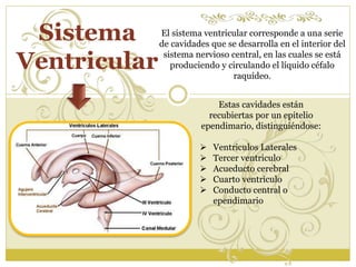 El sistema ventricular corresponde a una serie 
de cavidades que se desarrolla en el interior del 
sistema nervioso central, en las cuales se está 
produciendo y circulando el líquido céfalo 
raquídeo. 
Sistema 
Ventricular 
Estas cavidades están 
recubiertas por un epitelio 
ependimario, distinguiéndose: 
 Ventriculos Laterales 
 Tercer ventriculo 
 Acueducto cerebral 
 Cuarto ventriculo 
 Conducto central o 
ependimario 
 