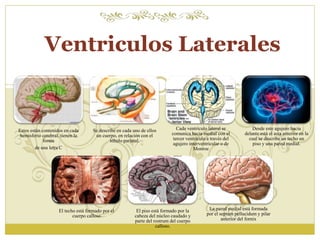 Ventriculos Laterales 
Estos están contenidos en cada 
hemisferio cerebral, tienen la 
forma 
de una letra C 
Se describe en cada uno de ellos 
un cuerpo, en relación con el 
lóbulo parietal. 
Cada ventrículo lateral se 
comunica hacia medial con el 
tercer ventrículo a través del 
agujero interventricular o de 
Monroe 
Desde este agujero hacia 
delante está el asta anterior en la 
cual se describe un techo un 
piso y una pared medial. 
El techo está formado por el 
cuerpo calloso 
El piso está formado por la 
cabeza del núcleo caudado y 
parte del rostrum del cuerpo 
calloso. 
La pared medial está formada 
por el septum pellucidum y pilar 
anterior del fornix 
 