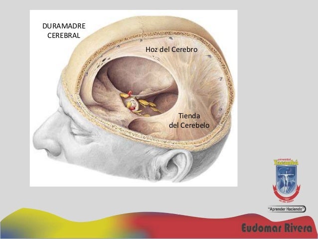 Meninges sv