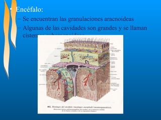 • Encéfalo:
– Se encuentran las granulaciones aracnoideas
– Algunas de las cavidades son grandes y se llaman
cisternas subaracnoideas

 