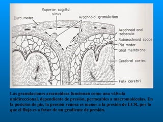 Las granulaciones aracnoideas funcionan como una válvula
unidireccional, dependiente de presión, permeables a macromoléculas. En
la posición de pie, la presión venosa es menor a la presión de LCR, por lo
que el flujo es a favor de un gradiente de presión.

 