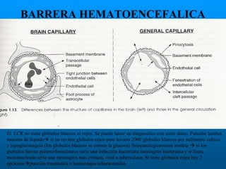 BARRERA HEMATOENCEFALICA

El LCR no tiene glóbulos blancos ni rojos. Se puede hacer un diagnostico con estos datos. Punción lumbar,
muestra de liquido si no tuviera globulos rojos pero tuviera 2000 globulos blancos por milimetro cubico
y hipoglucoraquia (los globulos blancos se comen la glucosa) fisiopatologicamente tendria  si los
globulos fueran polimorfonucleares seria una infección bacteriana meningitis bacteriana y si fuera
mononucleada seria una meningitis más crónica, viral o tuberculosa. Si tiene globulos rojos hay 2
opcionespunción traumatica o hemorragia subaracnoidea

 