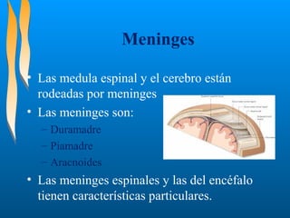 Meninges
• Las medula espinal y el cerebro están
rodeadas por meninges
• Las meninges son:
– Duramadre
– Piamadre
– Aracnoides

• Las meninges espinales y las del encéfalo
tienen características particulares.

 