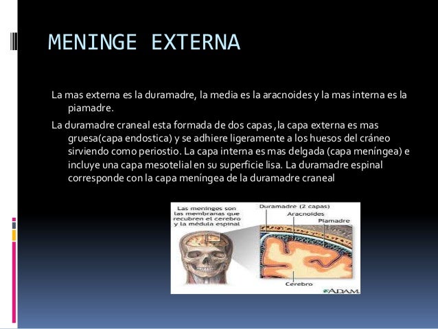 Meninge externa gruesa de estructura fibrosa y adherida a la pared craneal Meninge externa gruesa de estructura fibrosa y adherida a la pared craneal