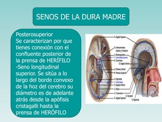Meninges y liquido cefaloraquideo | PPT