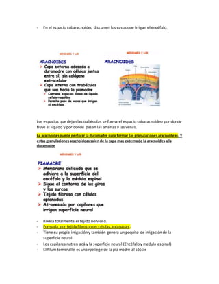 Histología De Las Granulaciones Aracnoideas