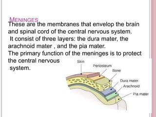 MENINGES
These are the membranes that envelop the brain
and spinal cord of the central nervous system.
It consist of three layers: the dura mater, the
arachnoid mater , and the pia mater.
The primary function of the meninges is to protect
the central nervous
system.
 