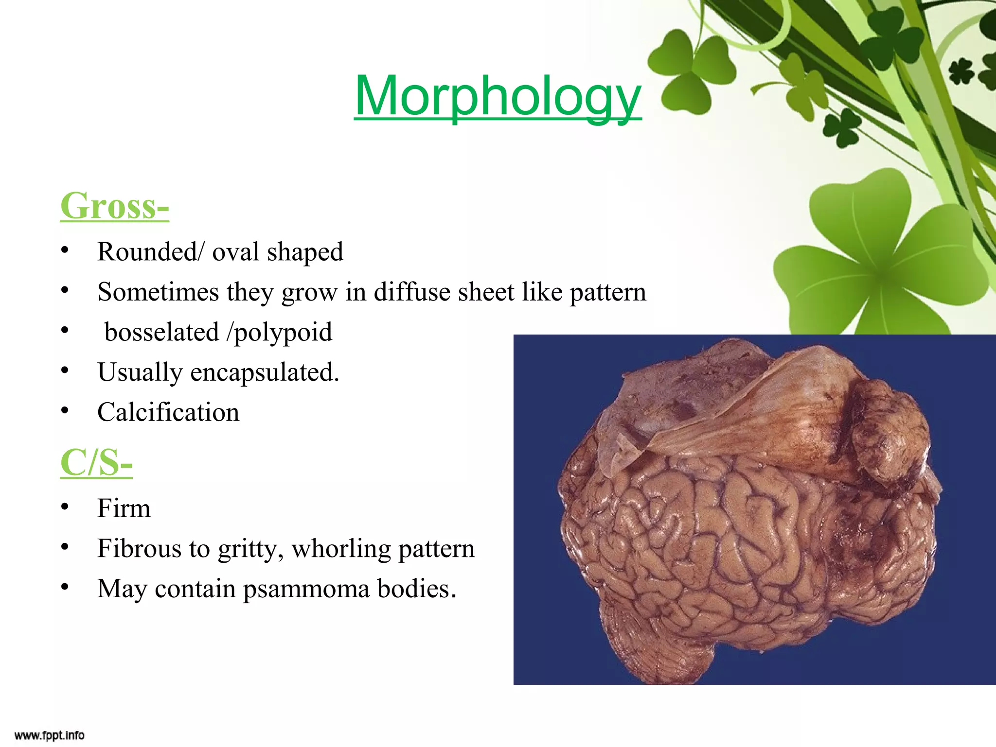 Morphology
Gross-
• Rounded/ oval shaped
• Sometimes they grow in diffuse sheet like pattern
• bosselated /polypoid
• Usually encapsulated.
• Calcification
C/S-
• Firm
• Fibrous to gritty, whorling pattern
• May contain psammoma bodies.