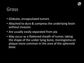 Gross
• Globular, encapsulated tumors
• Attached to dura & compress the underlying brain
without invasion
• Are usually easily separated from pia
• May occur as a flattened sheath of tumor, taking
the shape of the under lying bone, meningioma en
plaque more common in the area of the sphenoid
bone
 
