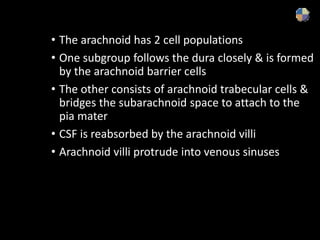 • The arachnoid has 2 cell populations
• One subgroup follows the dura closely & is formed
by the arachnoid barrier cells
• The other consists of arachnoid trabecular cells &
bridges the subarachnoid space to attach to the
pia mater
• CSF is reabsorbed by the arachnoid villi
• Arachnoid villi protrude into venous sinuses
 