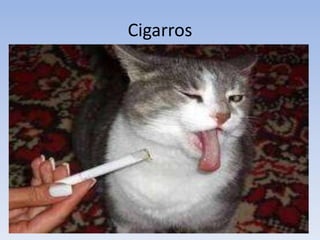 Cigarros
 