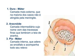 1. Dura - Máter  Camada mais externa, que na maioria dos casos não é atingida pela meningite.  2. Aracnóide  Camada intermediária cujo nome vem das travessas finas que lembram a teia de aranha.  3. Pia - Máter Camada interna, que adere ao encéfalo e acompanha todo seu relevo  