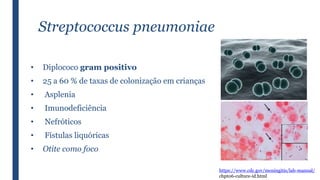 Streptococcus pneumoniae
• Diplococo gram positivo
• 25 a 60 % de taxas de colonização em crianças
• Asplenia
• Imunodeficiência
• Nefróticos
• Fístulas liquóricas
• Otite como foco
https://www.cdc.gov/meningitis/lab-manual/
chpt06-culture-id.html
 