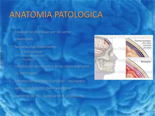 ANATOMIA PATOLOGICAExudado se distribuye por los senos cavernosos.Secuelas mas importantes:Infarto cerebralOclusión vascularTrombosis Inflamación de nervios y de las raíces espinales: sx. MeníngeosInflamación de Pares Craneales: : neuropatía óptica, oculomotor, facial y auditivaAumento de PIC : paralisis de N. oculomotor