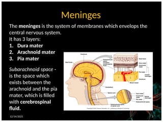 12/14/2025 3
Meninges
The meninges is the system of membranes which envelops the
central nervous system.
It has 3 layers:
1. Dura mater
2. Arachnoid mater
3. Pia mater
Subarachnoid space -
is the space which
exists between the
arachnoid and the pia
mater, which is filled
with cerebrospinal
fluid.
 