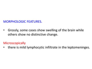 MORPHOLOGIC FEATURES.
• Grossly, some cases show swelling of the brain while
others show no distinctive change.
Microscopically
• there is mild lymphocytic infiltrate in the leptomeninges.
 