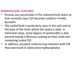 MORPHOLOGIC FEATURES.
• Grossly, pus accumulate in the subarachnoid space so
that normally clear CSF becomes turbid or frankly
purulent.
• The turbid fluid is particularly seen in the sulci and at
the base of the brain where the space is wide. In
fulminant cases, some degree of ventriculitis is also
present having a fibrinous coating on their walls and
containing turbid CSF.
• In addition, purulent material may interfere with CSF
flow and result in obstructive hydrocephalus
 